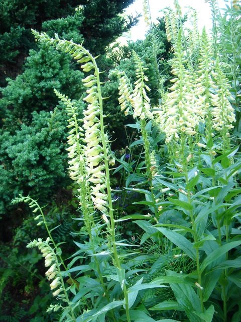 Digitalis grandiflora